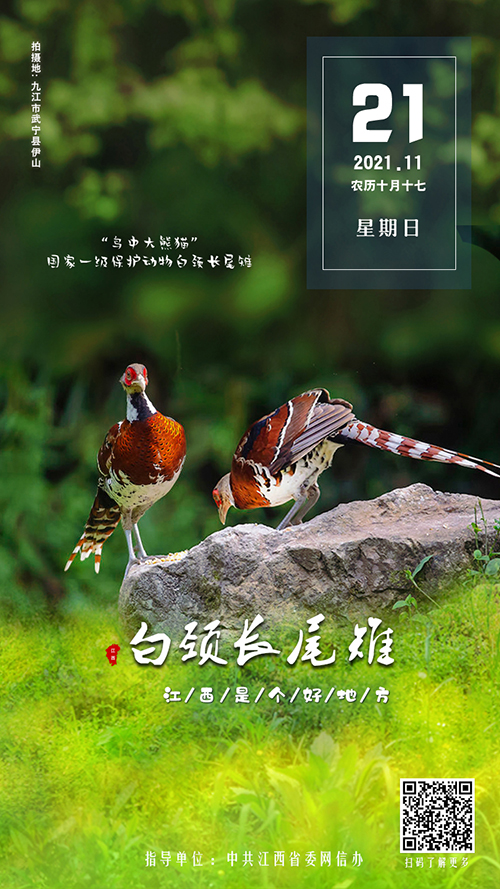 【江西日志】白颈长尾雉
