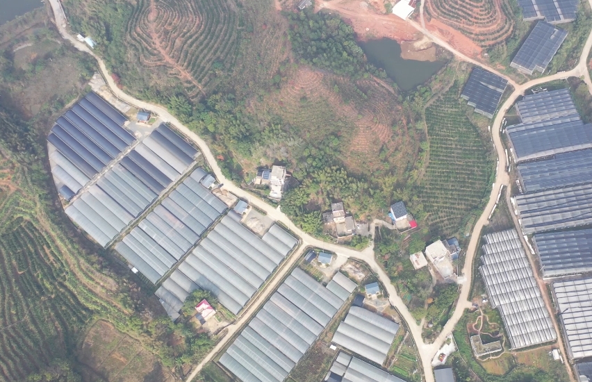 江西大余：金边瑞香从小山村走向国际