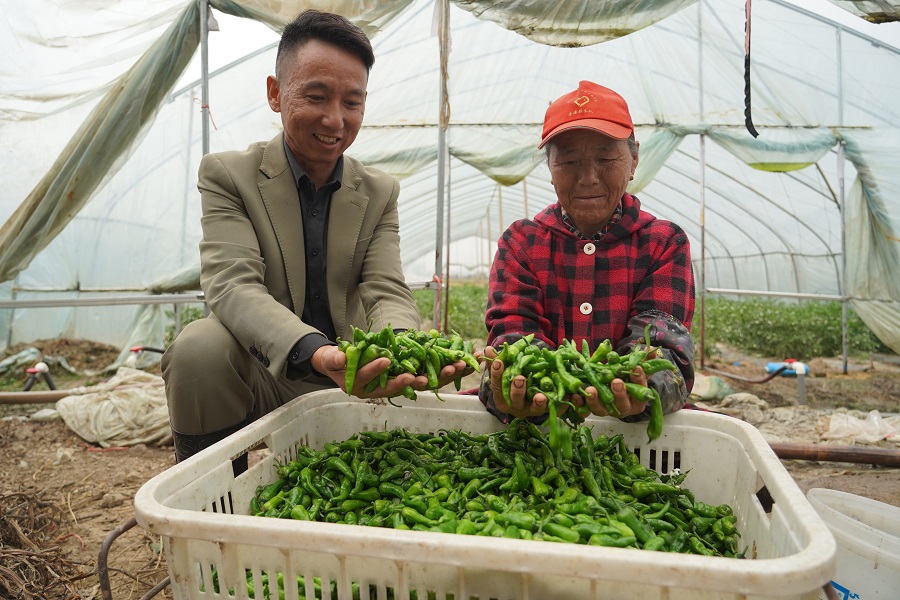 江西余干：辣椒丰收采摘忙