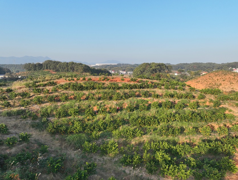 江西芦溪：硕果满枝头 脐橙采摘忙