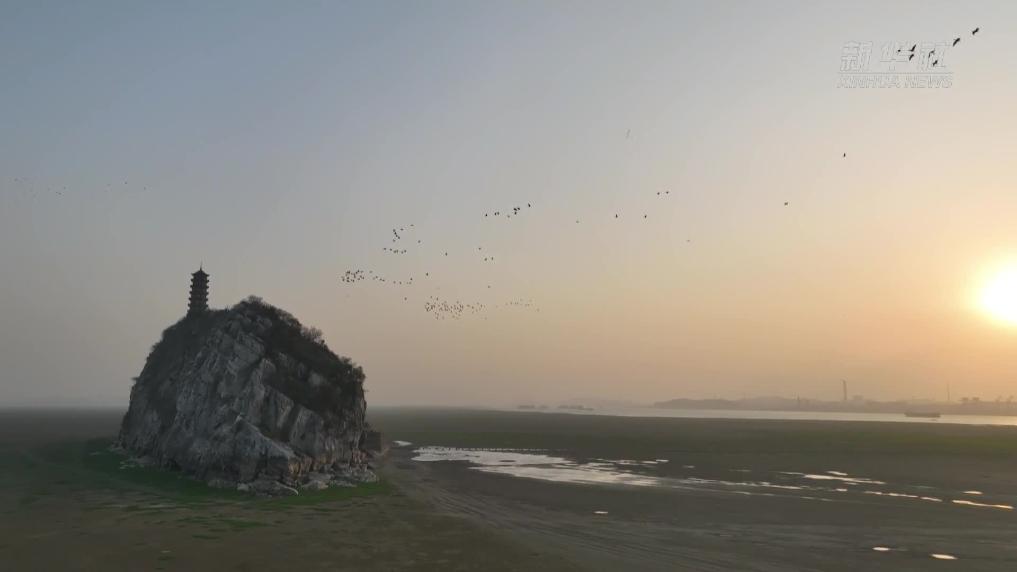 越冬候鸟在鄱阳湖上演“万鸟归巢”