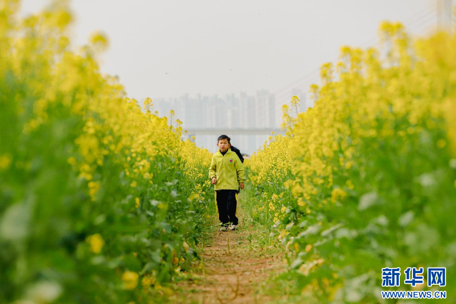 来南昌 赴一场油菜花海里的春日之约-新华网