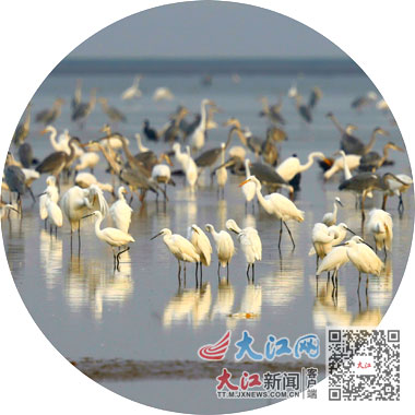 首批越冬灰鹤飞抵鄱阳湖-新华网