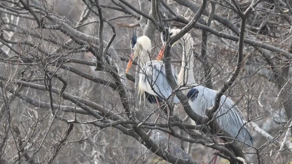 江西都昌：苍鹭筑巢迎春来