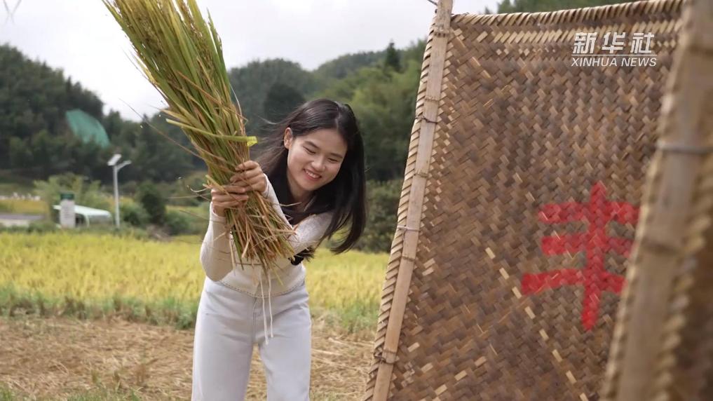 收稻谷 做美食 在上堡梯田体验丰收喜悦