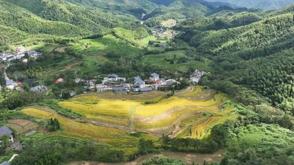 江西大余：稻浪翻滚秋收忙