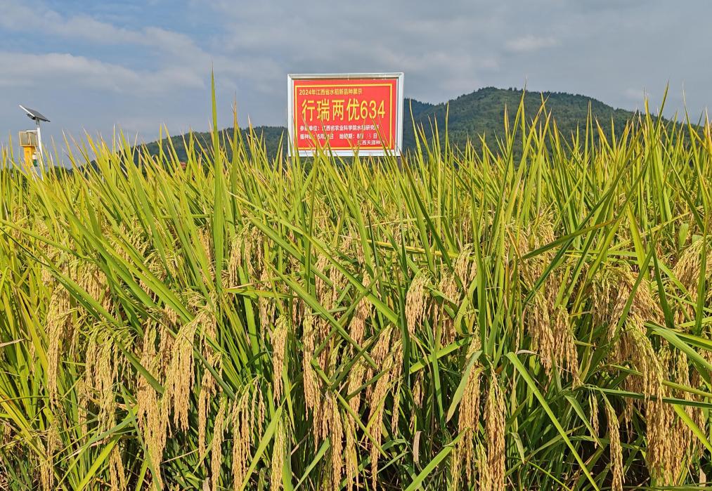 江西:科技创新引领种业振兴 “实验室成果”变“丰收硕果”