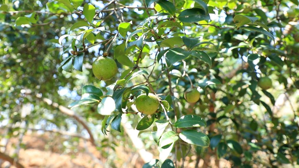 江西大余:油茶“土特产”变身致富“金钥匙”