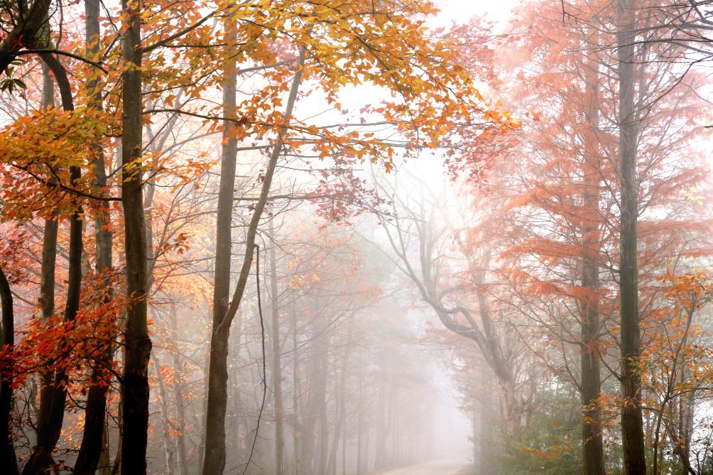 武林大会 何以青原