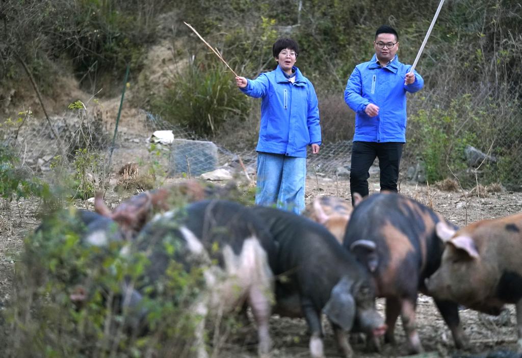 “十五五”@你｜大学生夫妻返乡养猪兴农记