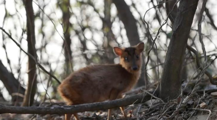 放归小麂听到呼唤 从山林中出来回应