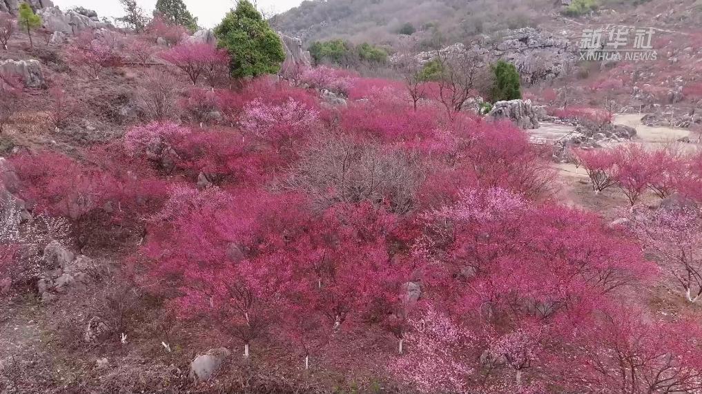 江西乐平:怪石林迎来梅花盛放期