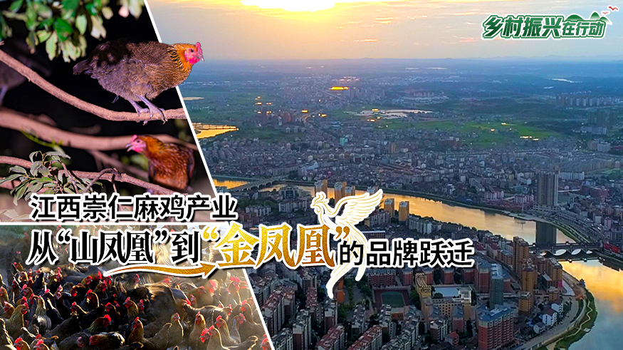 乡村振兴在行动|江西崇仁麻鸡产业:从“山凤凰”到“金凤凰”的品牌跃迁