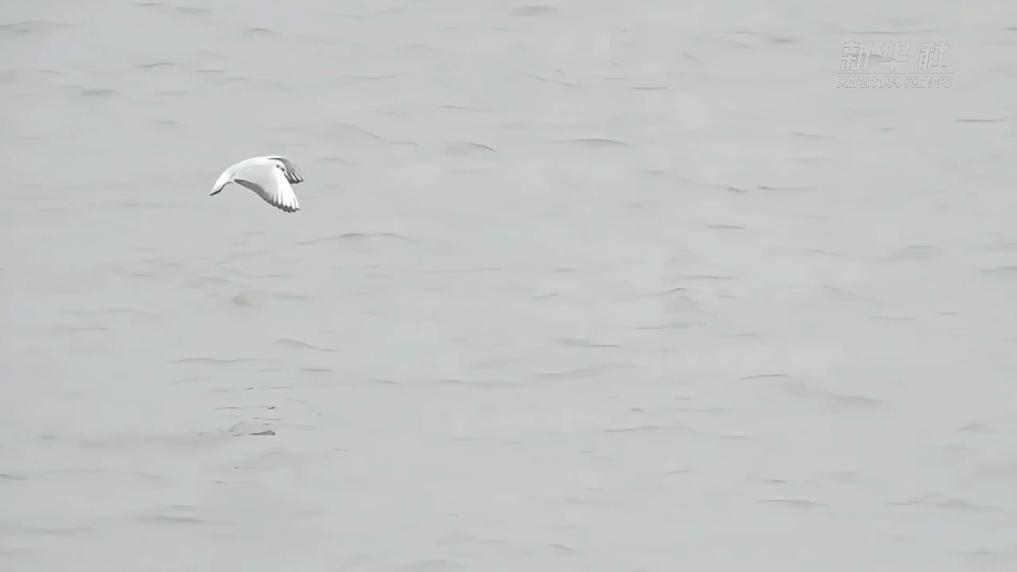 江西鄱阳湖：春江水暖“豚鸟”同框