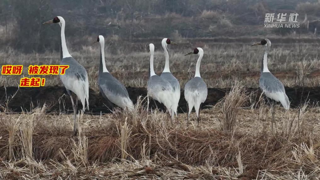 免费翻地  近距离看“一级国保”白枕鹤干饭