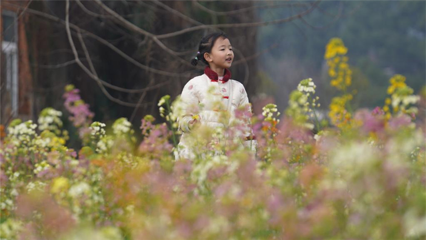 江西南昌:彩色油菜花田春光正好