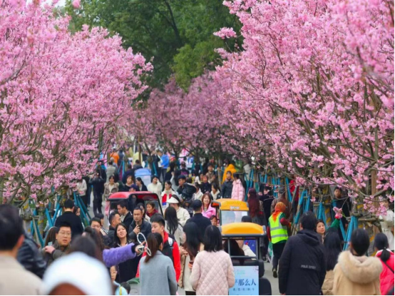 樱花为媒·宁红飘香——江西凤凰村基地跟踪服务助学员走进凤凰沟樱花节