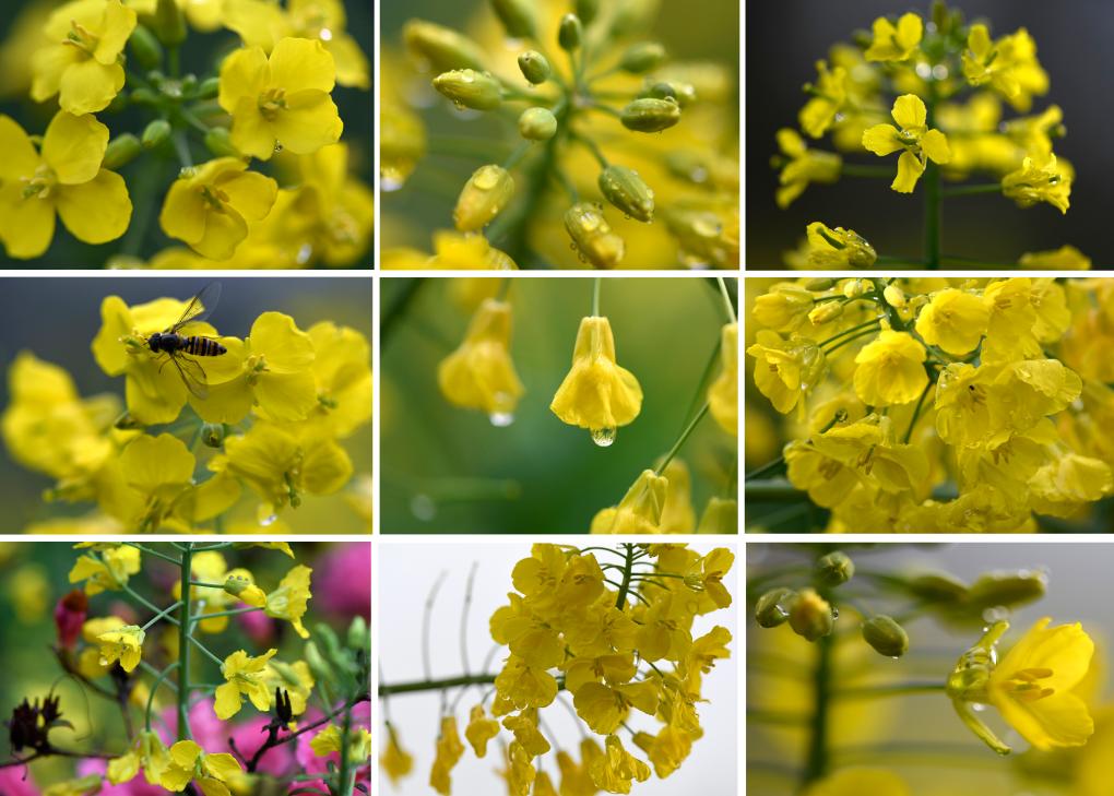 花开婺源 微距寻春