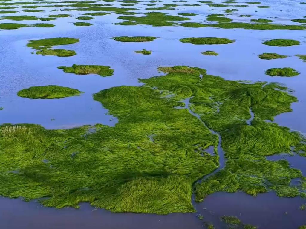 水草丰美！鄱阳湖迎来鱼类集中繁殖期