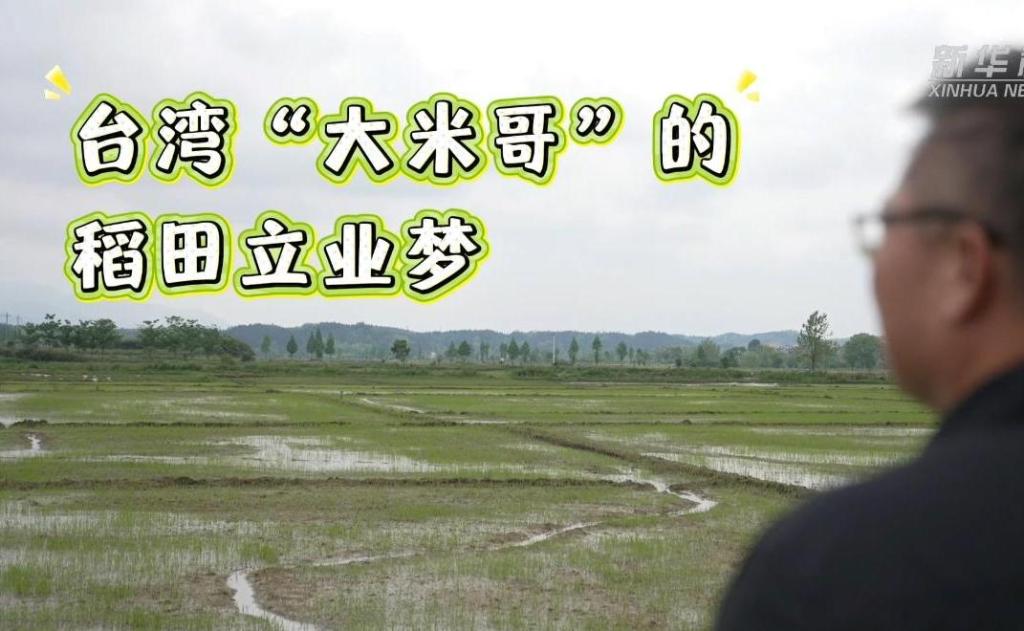 台湾“大米哥”的稻田立业梦