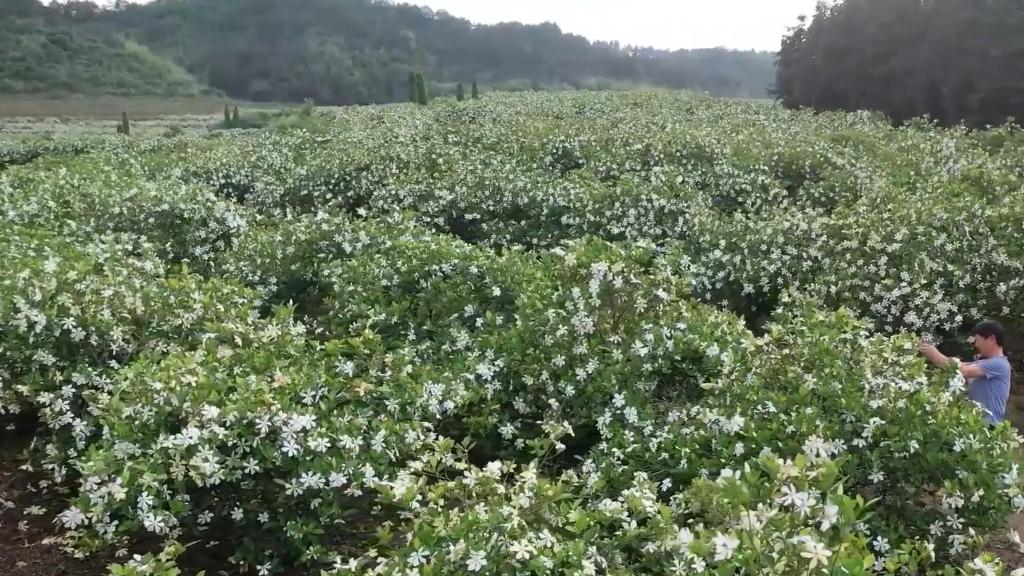 江西武宁：栀子花开引客来
