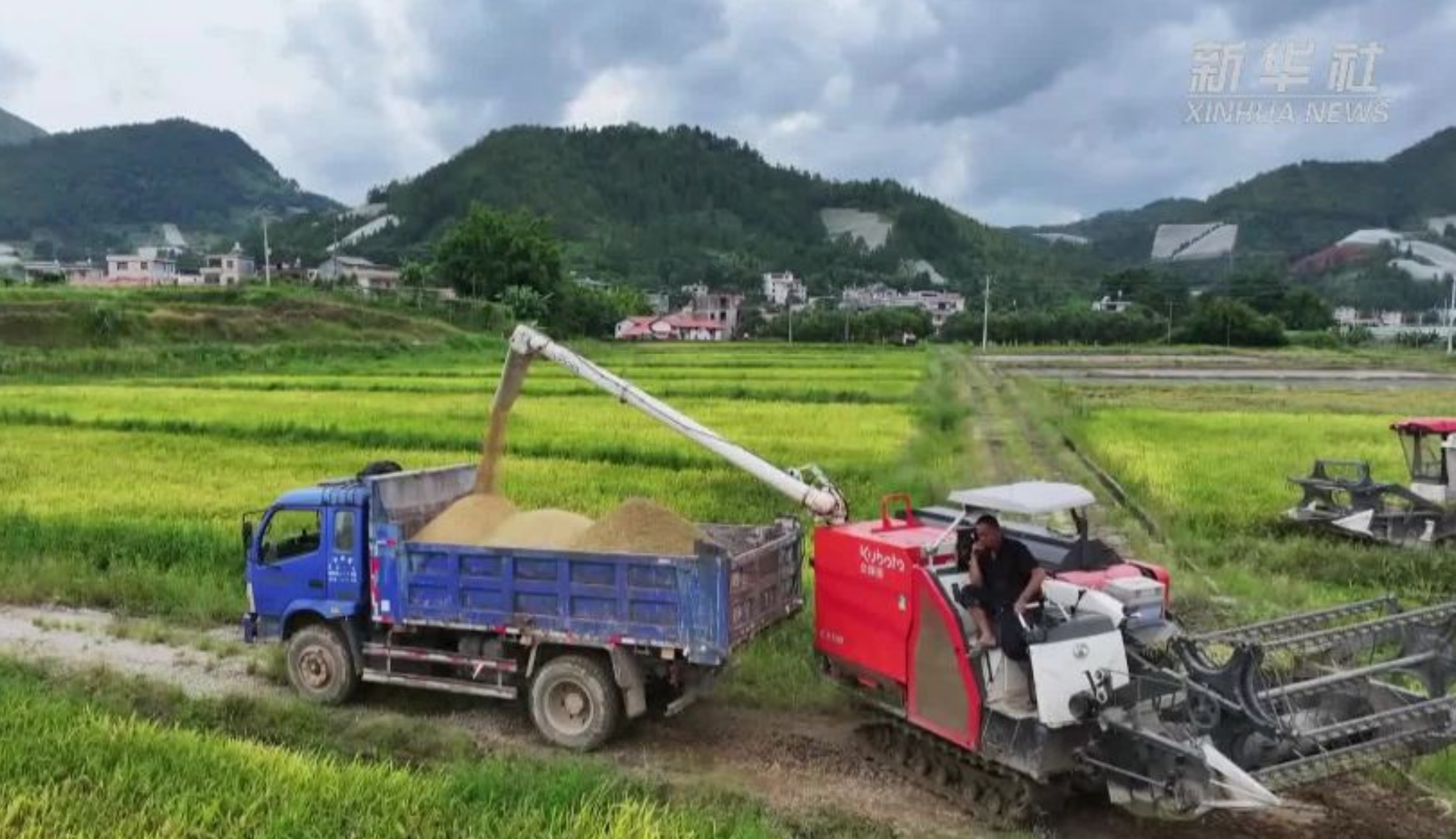 江西寻乌：4.8万亩早稻开镰