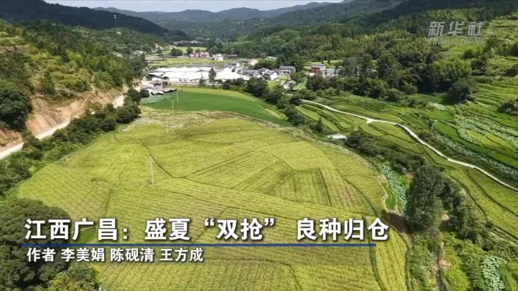 江西广昌：盛夏“双抢” 良种归仓