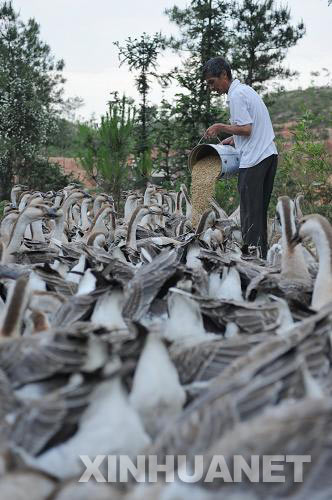 [走基层]江西兴国:灰鹅重新高飞--新华网江西频