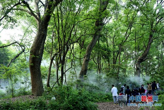 瑞金市黄柏乡柏村:高速路旁的原始森林