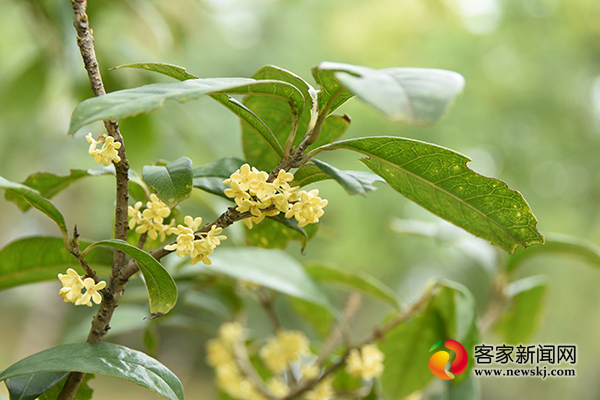 赣州即将迎来桂花盛花期