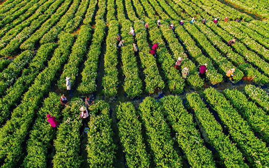 江西蘆溪：菊花種植助脫貧