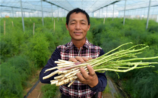 小蘆筍鋪出致富路