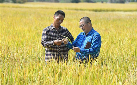 &ldquo;農田保姆&rdquo;田間地頭服務忙