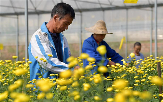 江西新建：大棚皇菊進入盛花期