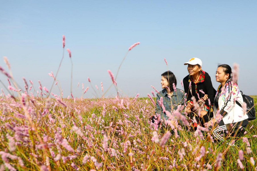 江西永修：蓼子花開迎客來
