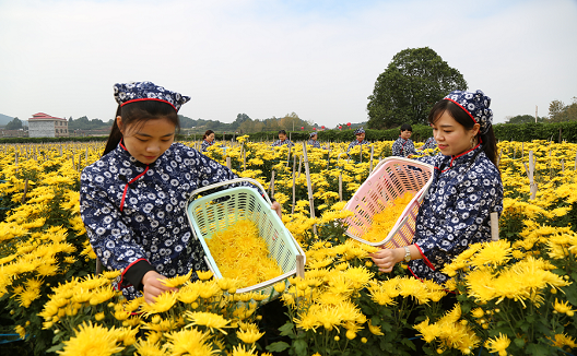 江西上栗：金絲皇菊大豐收