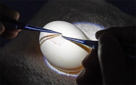 醫師炫技大比拼