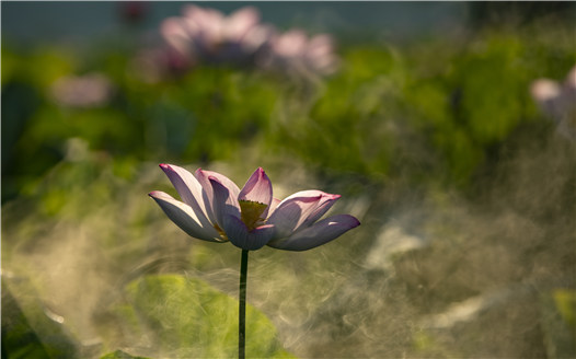 江西新余：盛夏&ldquo;荷&rdquo;你有約