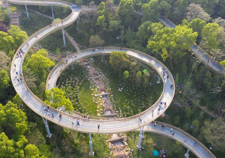 “天空中”的森林步道