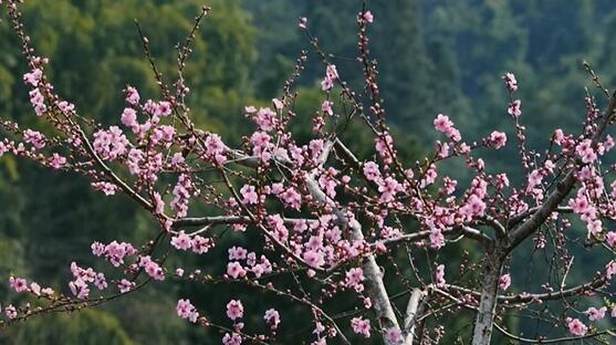 【瞰春光】南昌湾里：春和景明花枝俏