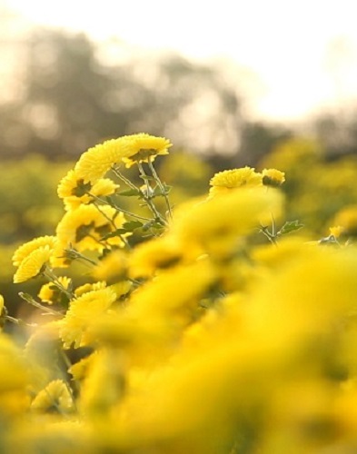 江西新余：漫地金蕊遍地黄