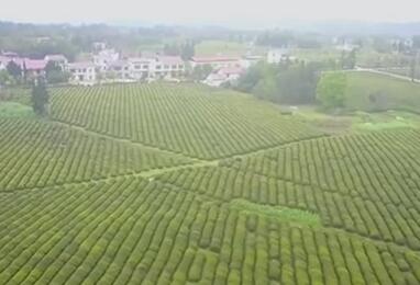 江西武宁：千亩茶园吐新绿 茶农忙采“明前茶”