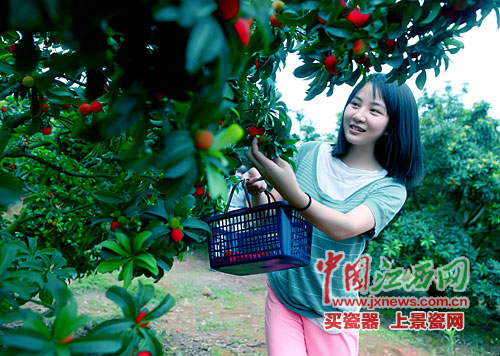 红实缀青枝 美女摘杨梅