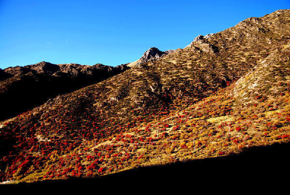 实拍:318与214国道上的那些惊艳的秋色