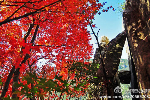 冬天也能赏花?去厦门吧,就是这么任性