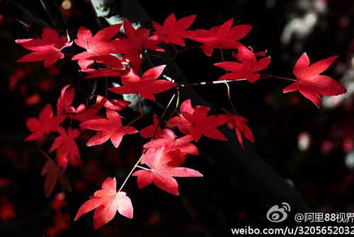 冬天也能赏花?去厦门吧,就是这么任性