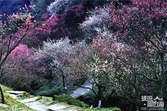 成都竟然有个梅花谷,人少速来!