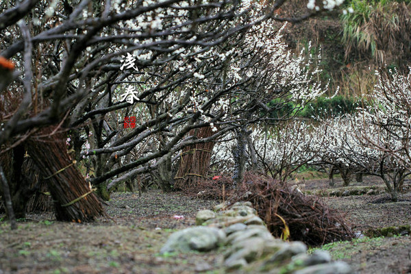 去看花花世界 韶关赏花贴心提示