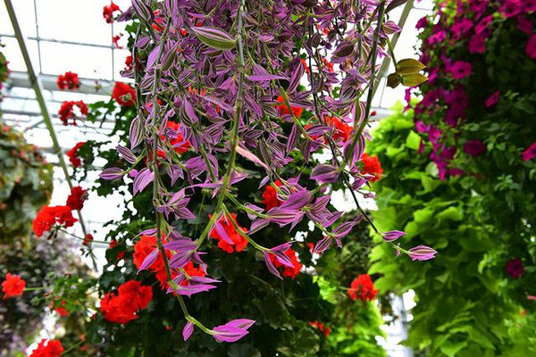 别来找我,让我沉醉三月花海