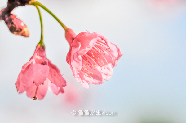 阳春三月,唯大理不可辜负,赏花去吧